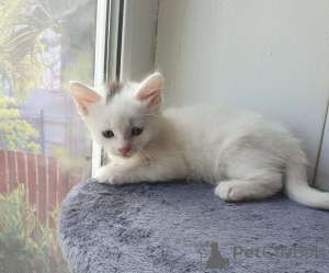 Photo №1. angora turc - à vendre en ville de Kemnitz | 350€ | Annonce № 177541