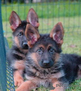 Photo №4. Je vais vendre berger allemand en ville de Loznica. éleveur - prix - 300€