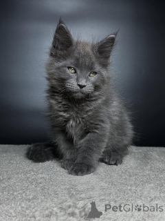 Photo №2 de l'annonce № 159070 de la vente maine coon - acheter à Allemagne éleveur