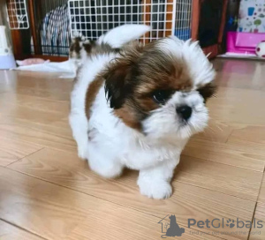 Photo №1. shih tzu - à vendre en ville de Sydney | négocié | Annonce №71716