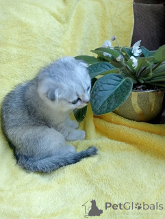 Photo №3. Minou. Fédération de Russie