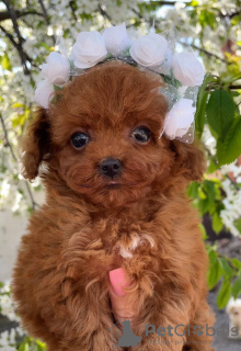 Photos supplémentaires: Chiots caniches jouets mignons avec pedigree à vendre à des foyers aimants