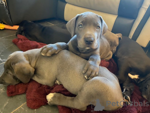 Photo №2 de l'annonce № 164870 de la vente dogue allemand - acheter à Belgique annonce privée, éleveur