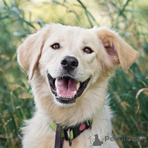 Photo №1. chien bâtard - à vendre en ville de Rivière moscou | Gratuit | Annonce №151941