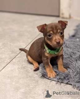 Photo №1. jack russell terrier - à vendre en ville de Athènes | 600€ | Annonce №172086