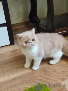 Photo №1. exotic shorthair - à vendre en ville de Cracovie | 400€ | Annonce № 173298