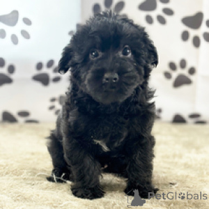 Photo №2 de l'annonce № 167064 de la vente yorkshire terrier - acheter à USA annonce privée