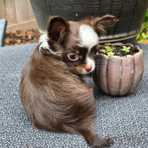 Photo №1. chihuahua - à vendre en ville de Lexington | 331€ | Annonce №110089