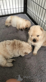 Photo №1. chow-chow - à vendre en ville de Abraham | 350€ | Annonce №29257