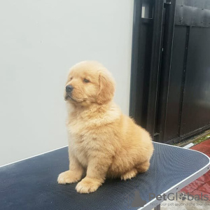 Photo №4. Je vais vendre golden retriever en ville de Aachen. annonce privée - prix - 400€