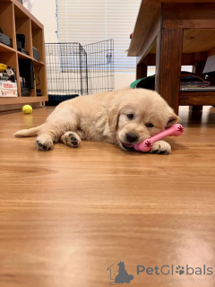 Photo №1. golden retriever - à vendre en ville de Marchtrenk | négocié | Annonce №171697