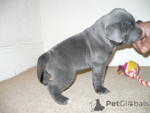 Photo №3. Blaue Staffordshire-Bullterrier-Welpen ... Contactez-moi par WhatsApp au. Allemagne
