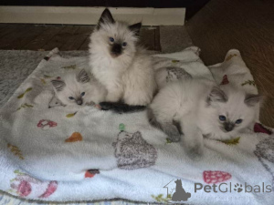 Photo №1. ragdoll - à vendre en ville de Anvers | Gratuit | Annonce № 161601