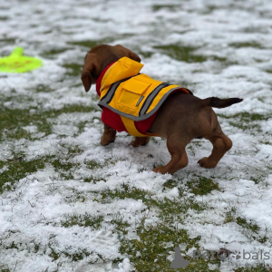 Photo №3. Les chiots teckel sont des compagnons ludiques, curieux et adorables. Avec leurs. Allemagne