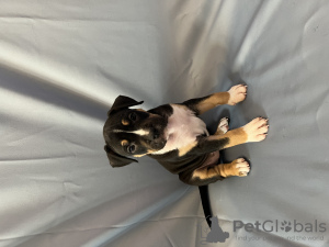 Photo №4. Je vais vendre american staffordshire terrier en ville de Tallinn. éleveur - prix - 1200€