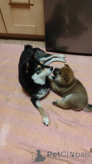 Photo №4. Je vais vendre shiba en ville de Rivière moscou. annonce privée - prix - négocié