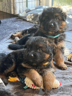 Photo №1. berger allemand - à vendre en ville de Benavente | négocié | Annonce №164439