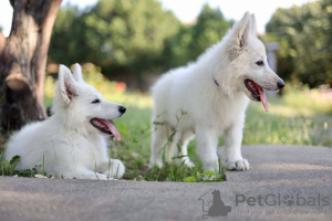 Photos supplémentaires: Chiots Berger Blanc Suisse à vendre