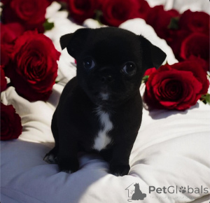 Photo №4. Je vais vendre chihuahua en ville de Dnipro. de la fourrière, éleveur - prix - 800€