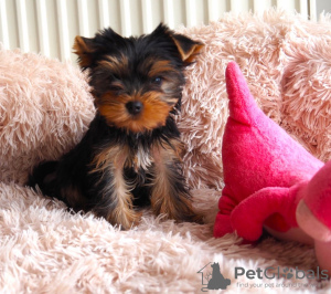 Photo №1. yorkshire terrier - à vendre en ville de Ołomuniec | 450€ | Annonce №123696