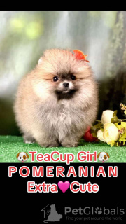 Photo №3. Mini Spitz Pomeranian. Espagne