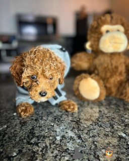 Photo №4. Je vais vendre caniche (jouet) en ville de Helsinki. annonce privée, de l'abri - prix - 500€