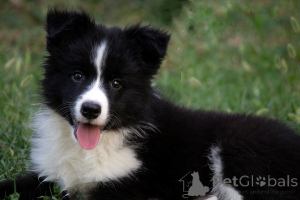 Photo №2 de l'annonce № 173566 de la vente border collie - acheter à Serbie 