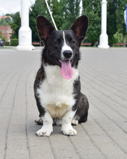 Photo №2 de l'annonce № 2958 de la vente welsh corgi - acheter à Fédération de Russie de la fourrière