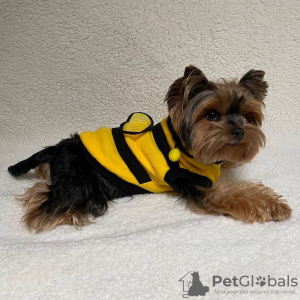 Photo №1. yorkshire terrier - à vendre en ville de Caracas | négocié | Annonce №47986