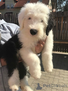 Photo №1. bobtail - à vendre en ville de Barsbüttel | 350€ | Annonce №171424