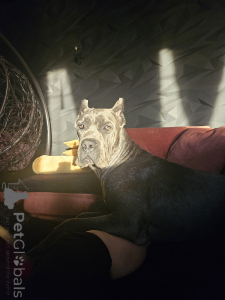 Photos supplémentaires: Nous offrons des chiots Kane Corso