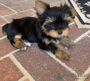 Photo №3. Adorable, amical et ludique classique, pur yorkshire terrier. Uniquement pour. USA