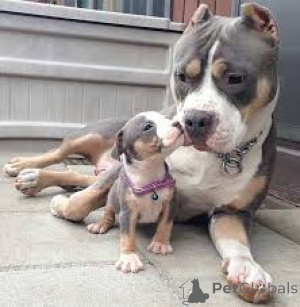 Photo №2 de l'annonce № 136054 de la vente american pit bull terrier - acheter à Suisse 