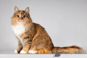 Photo №4. Je vais vendre  en ville de Khimki. de l'abri - prix - Gratuit