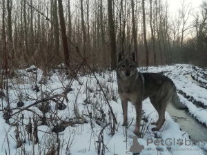 Photo №3. Chiot chien-loup tchécoslovaque. Serbie