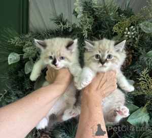 Photo №1. bobtail américain à longs poils - à vendre en ville de Belen | 350€ | Annonce № 173514