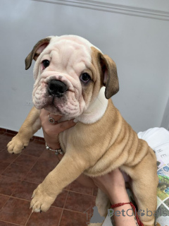 Photo №1. terrier australien - à vendre en ville de Aizlingen | 450€ | Annonce №158467