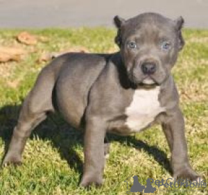 Photo №1. american pit bull terrier - à vendre en ville de Espoo | négocié | Annonce №175149