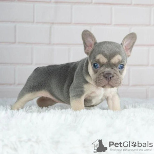 Photo №1. bouledogue - à vendre en ville de Maastricht | négocié | Annonce №129495