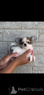 Photo №4. Je vais vendre chihuahua en ville de Dresde. éleveur - prix - négocié