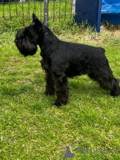 Photos supplémentaires: Chiots Schnauzer nain