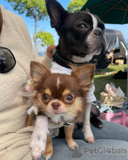 Photo №4. Je vais vendre chihuahua en ville de Stockholm. annonce privée - prix - 473€