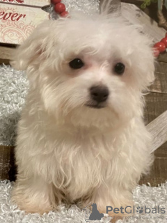 Photo №2 de l'annonce № 84259 de la vente bichon maltais - acheter à USA éleveur