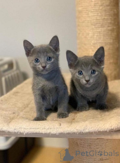 Photo №1. bleu russe - à vendre en ville de Hannover | 250€ | Annonce № 156671