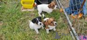 Photo №1. jack russell terrier - à vendre en ville de Gheant | 700€ | Annonce №167084