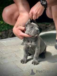 Photo №3. Chiots Cane Corso. Serbie