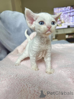 Photo №1. devon rex - à vendre en ville de Munich | 350€ | Annonce № 143168