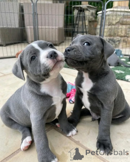 Photo №1. american pit bull terrier - à vendre en ville de Espoo | Gratuit | Annonce №160310