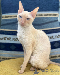 Photo №2 de l'annonce № 157700 de la vente cornish rex - acheter à Allemagne de l'abri, éleveur