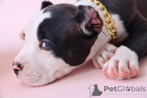 Photo №3. American bools xl. Fédération de Russie